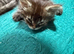 Persian cross mainecoon kitten