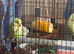 Breeding pair ringneck