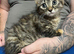 4 kittens for sale