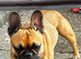 The sweetest frenchie girl looking for a home