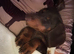 Mini Dachshund Male