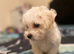 Bichon frise