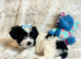 Pure Biewers. Pups