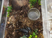 Borneo Forest Scorpion