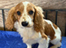 Cavalier spaniel boy Blenheim