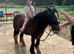 Little Alfie 11.2/3hh 3 1/2 year old