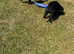 Female Cockerdor Puppy Cocker Spaniel X Labrador.