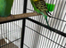 Beautiful Home Bred Young Budgies
