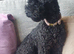 Kerry blue terrier puppies