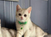 British shorthair male