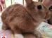 Baby Bunny for Sale in Northampton