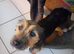 Jack Terrier
