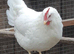 Pol chickens/ laying hens