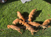 Beautiful Hungarian Vizsla puppies