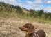 Female dachshund