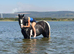 15.1/2H - Rising 5Yo - Piebald - Traditional Cob - Mare