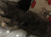 British shorthair x