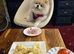 2 n half years old Pomeranian- Luna