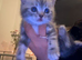 British shorthair Kittens