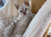 GCCF PEDIGREE BENGAL KITTENS