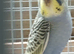 split to blk wing young  budgie