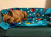 1 year old french bulldog