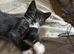 Cute & Loving Kittens Ready for New Homes