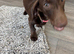 Beautiful girl dashound 6 months old