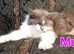 Norwegian Forest Cat x Russian Blue Kitten