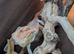Bearded dragon female