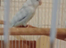 Parrotlets green & blue