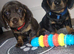 Dachshund