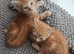 Two Orange boys