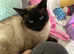 MISSING CAT, DEWSBURY MOOR!