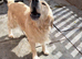 Golden retriever boy