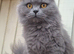 Stunning Black smoked tabby British Shorthair