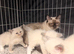 RAGDOLL KITTENS