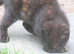 PRETTY FARM REARED KITTEN