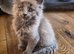 Maine coon pedigree kittens