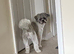 2 Years Old Male Shih Tzu Vet Checked