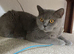Beautiful British Shorthair Kittens &ndash; Lilac & Blue &ndash; Ready for Their Forever Homes