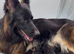 Exceptional Long-Haired German Shepherd Puppies