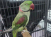 Beautiful ALEXANDRINE PARROT FOR SALE MALE