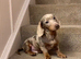 Isabella and cream dapple miniature dachshund boy