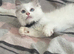 Gorgeous Tica ragdoll kittens