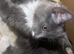 Male kitten