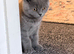 Cheeky British shorthair kitten