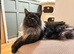 Maine coon GCCF & Tica active! CHAMPION, STUD duties only