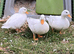 3 pairs of call ducks available 4 months old