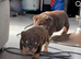 Chocolate English bulldogs
